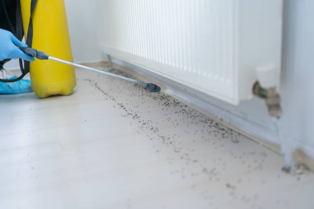 Wasp Removal Services in Millwood, WA